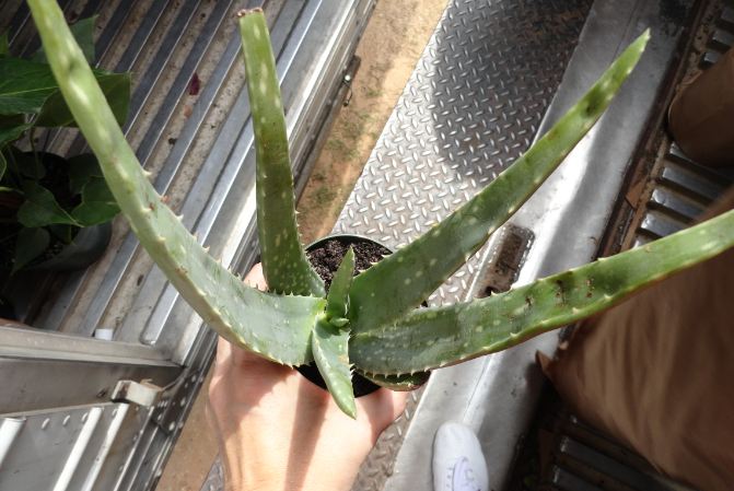 4" Aloe Vera